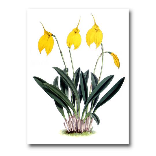 Designart - Retro Orchid Flowers